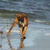 Photo de Boxer