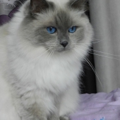 Photo de Ragdoll