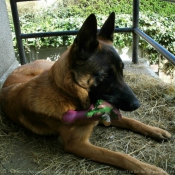 Photo de Berger belge malinois