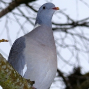 Photo de Pigeon - ramier