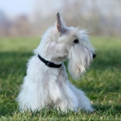 Photo de Scottish terrier