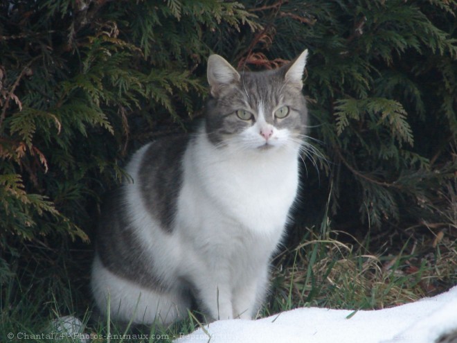 Photo de Chat domestique