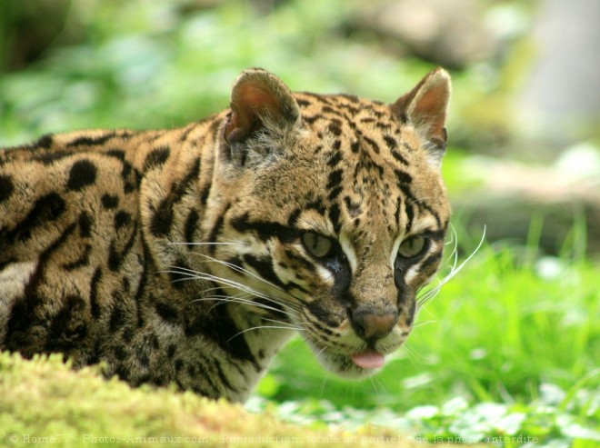 Photo d'Ocelot