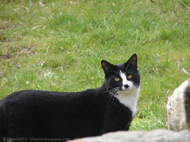 Photo de Chat domestique