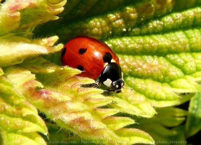 Photo de Coccinelle