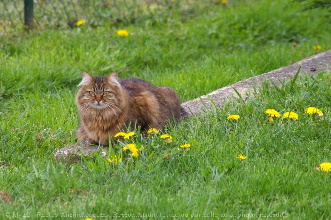 Photo de Chat domestique