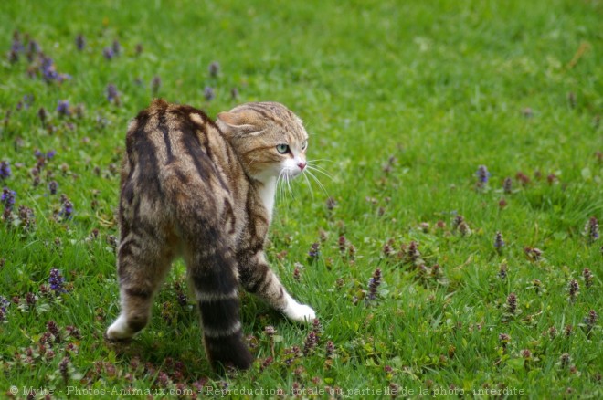 Photo de Chat domestique