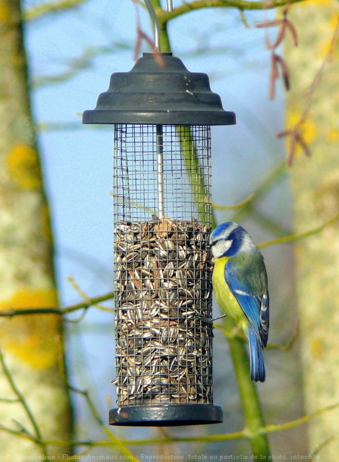 Photo de Msange bleue