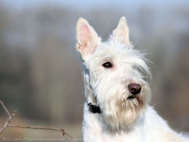 Photo de Scottish terrier