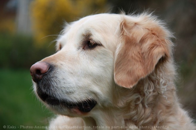 Photo de Golden retriever