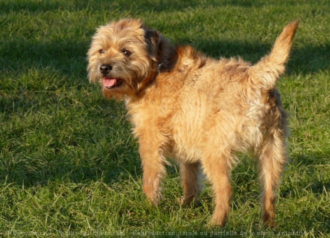 Photo de Border terrier