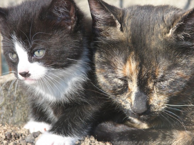 Photo de Chat domestique