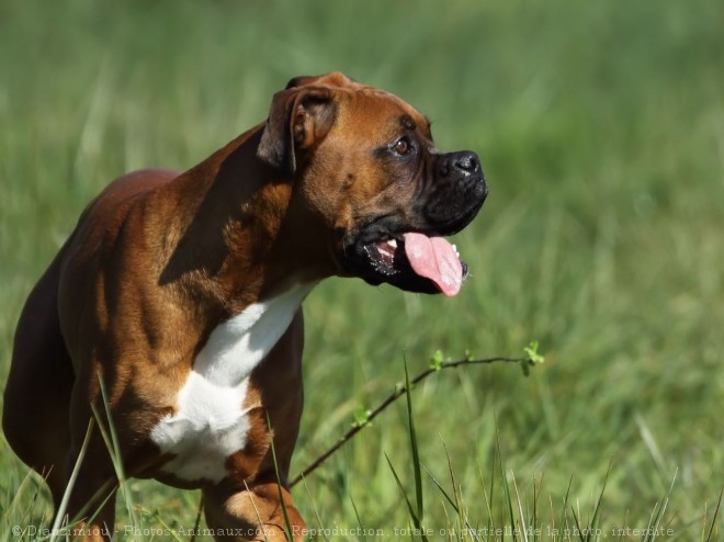 Photo de Boxer