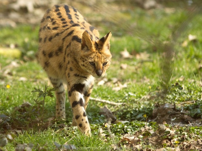 Photo de Serval