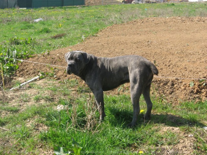 Photo de Chien de cour italien