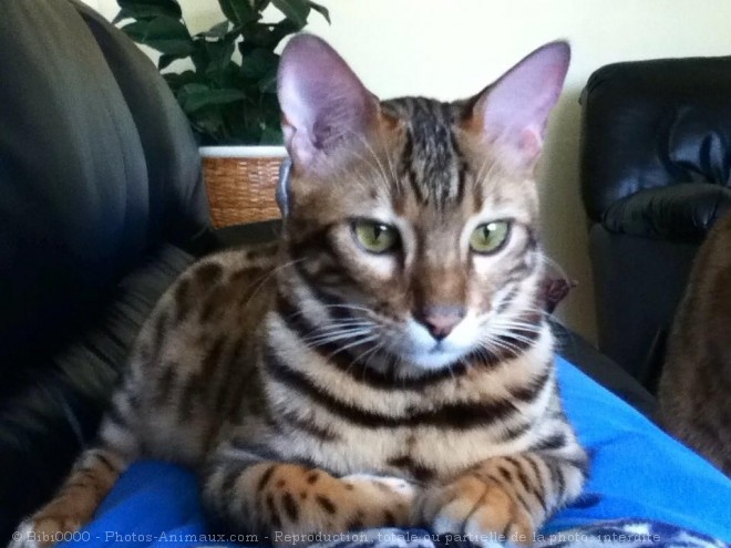 Photo de Bengal