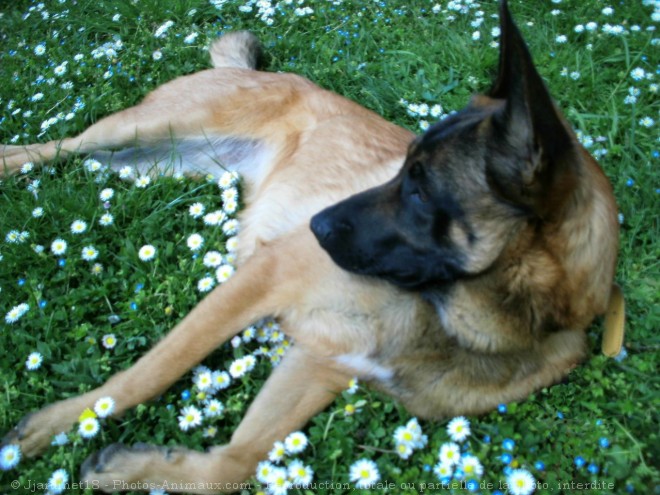 Photo de Berger belge malinois