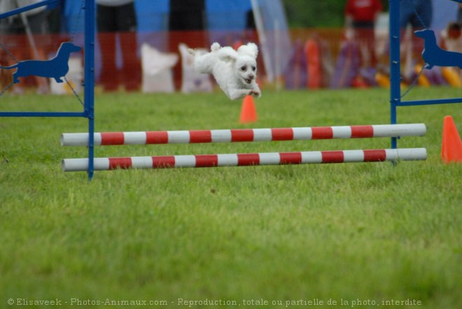 Photo de Caniche toys