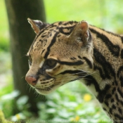 Photo d'Ocelot