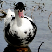 Photo de Canard de barbarie