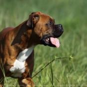 Photo de Boxer