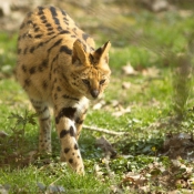 Photo de Serval