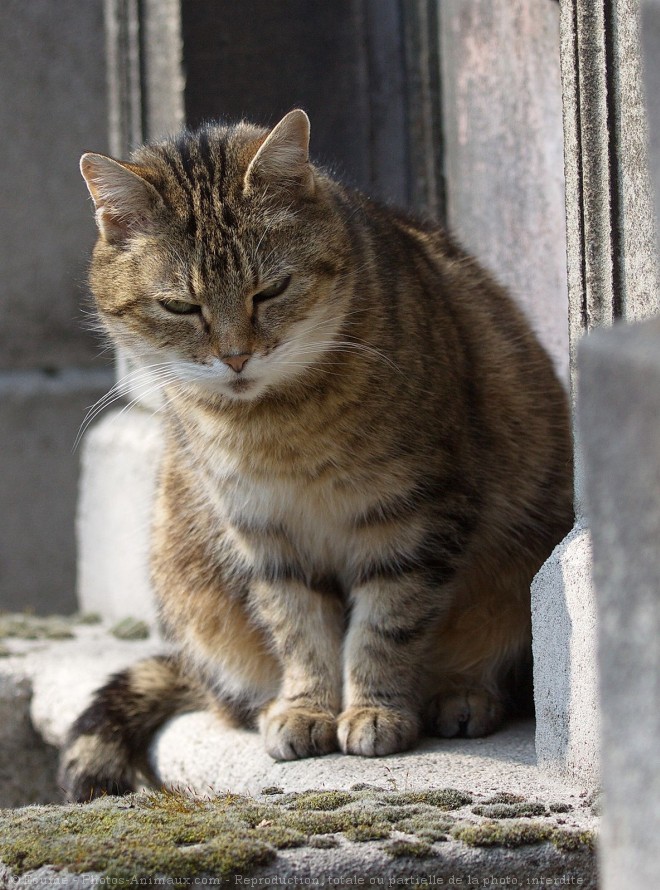 Photo de Chat domestique