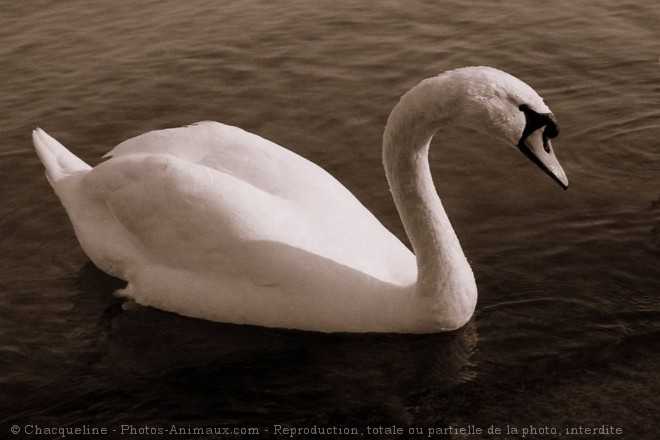 Photo de Cygne