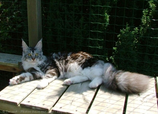 Photo de Maine coon