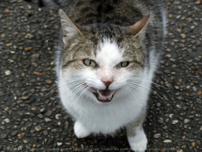 Photo de Chat domestique