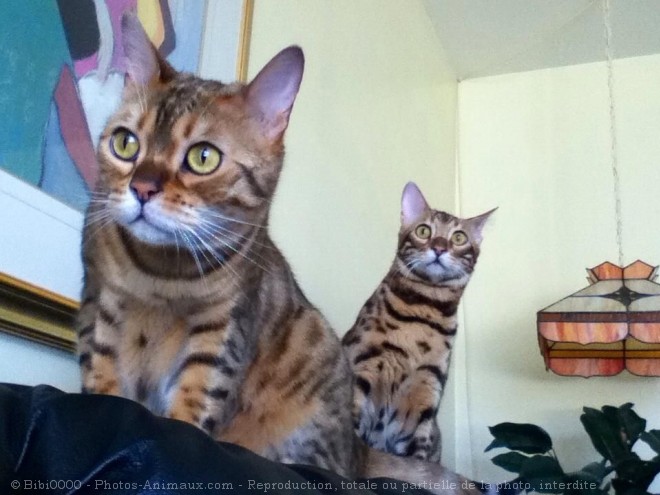 Photo de Bengal