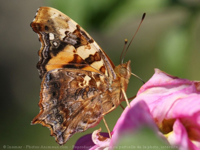 Photo de Papillon