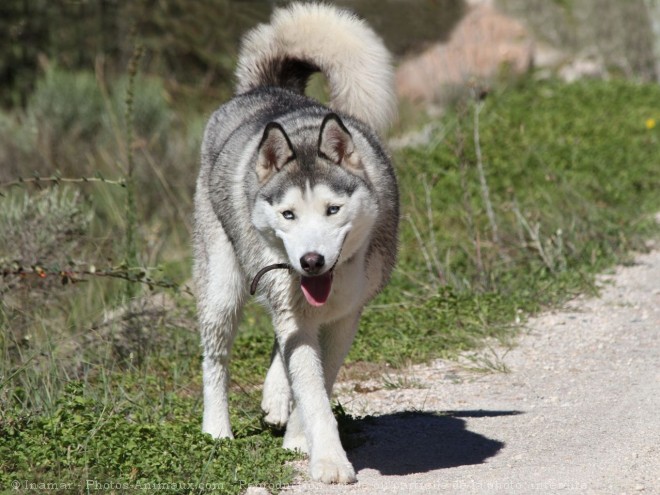 Photo de Husky siberien