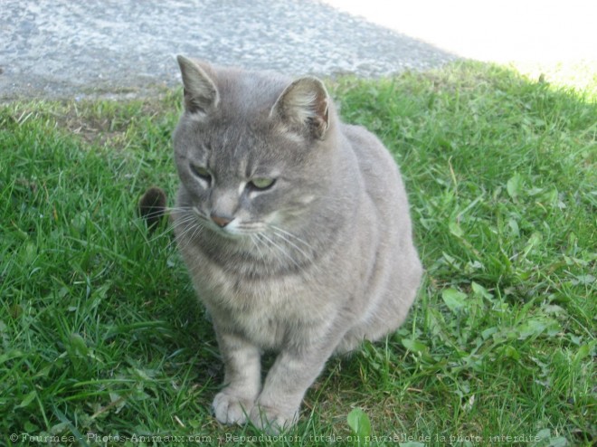 Photo de Chat domestique