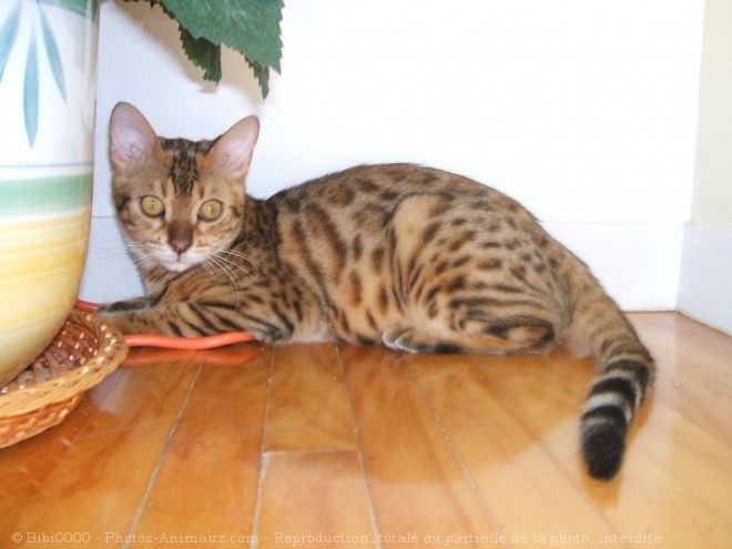 Photo de Bengal