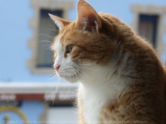 Photo de Chat domestique