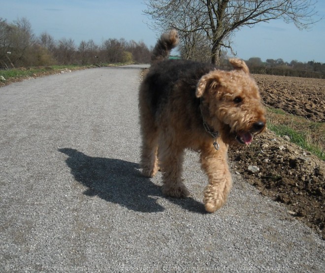 Photo d'Airedale terrier