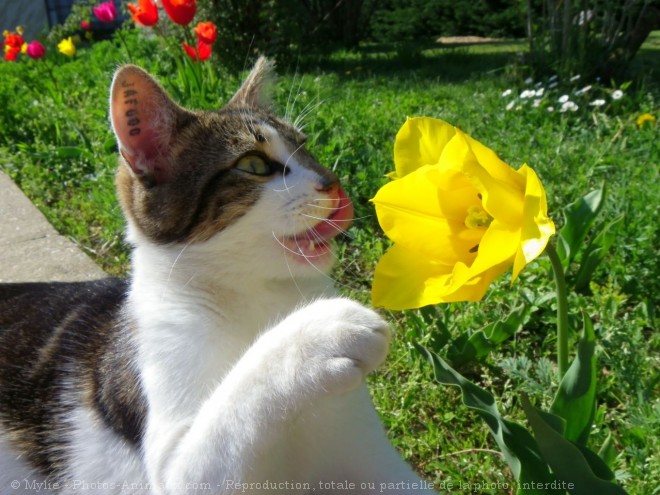 Photo de Chat domestique