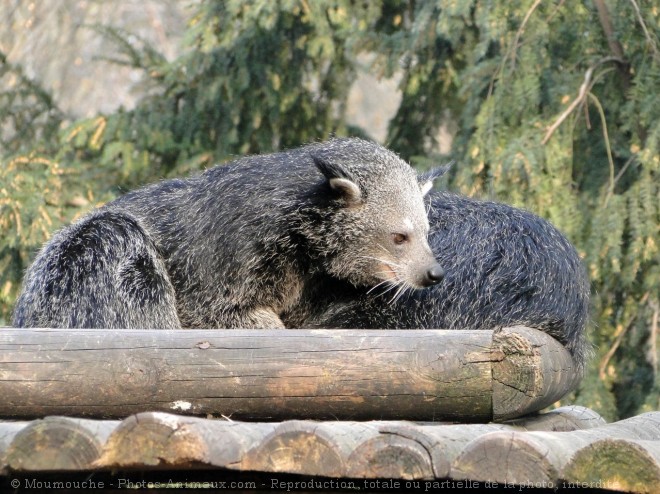 Photo de Binturong