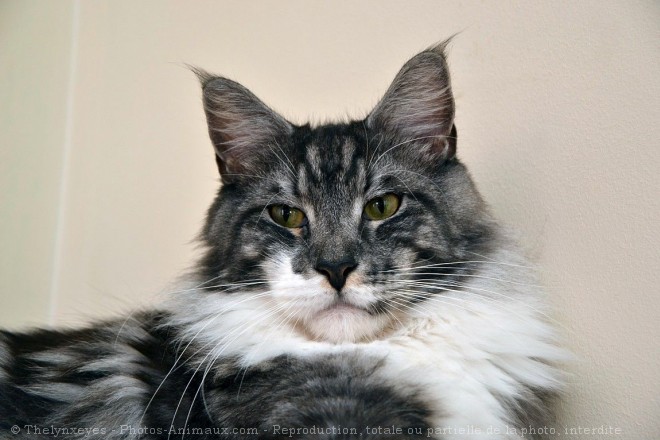 Photo de Maine coon