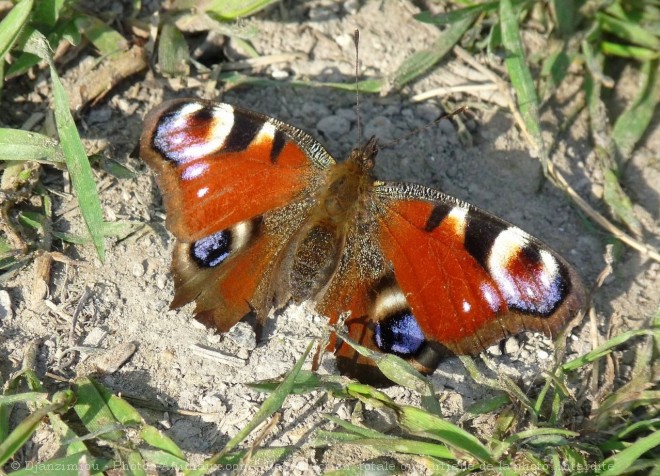 Photo de Papillon - paon du jour