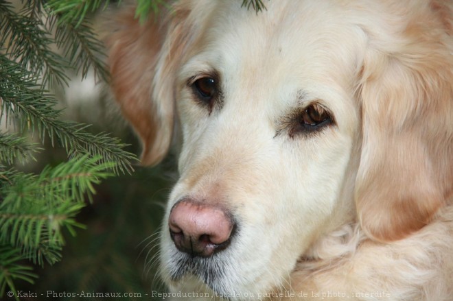 Photo de Golden retriever