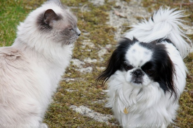 Photo de Races diffrentes