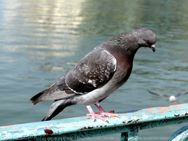 Photo de Pigeon