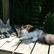 Photo de Maine coon