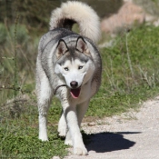 Photo de Husky siberien