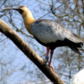 Photo d'Ibis