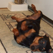 Photo de Pinscher nain