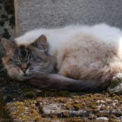 Photo de Chat domestique