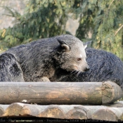 Photo de Binturong